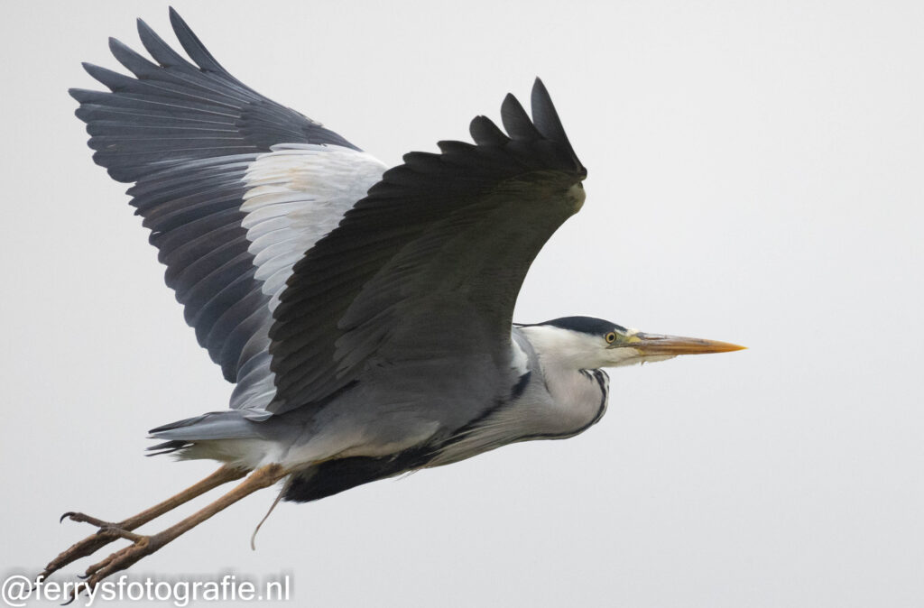 Reiger